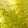 Gold/Green