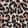 Brown Leopard