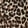 Brown Leopard