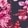 Navy/Pink Floral