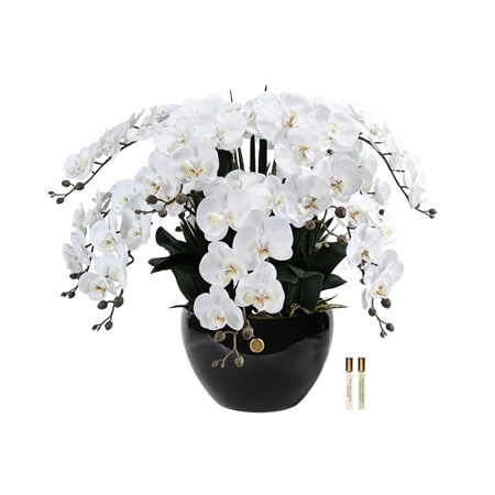 Cote Noire Luxury Giant Orchid in Ceramic Vase - 74cm