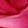 Magenta / Gold Badge
